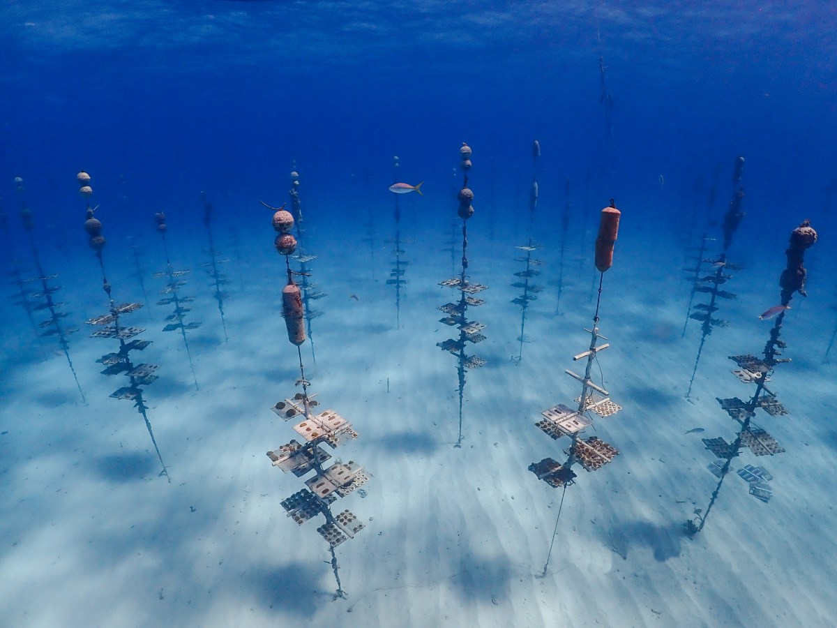 Episode 8: Can coral restoration rebuild&nbsp;reefs?