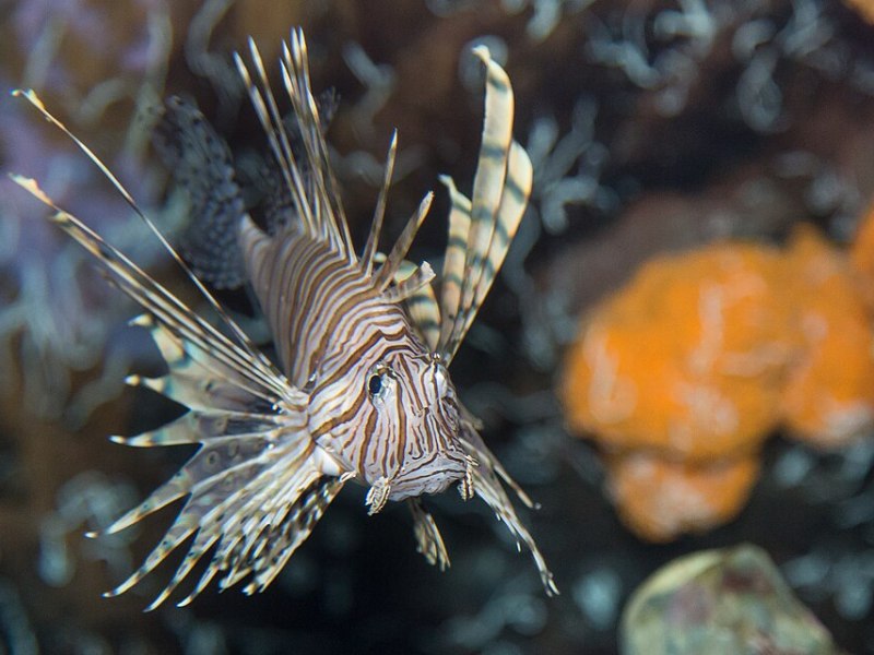 Episode one: Can we stop the lionfish&nbsp;invasion?