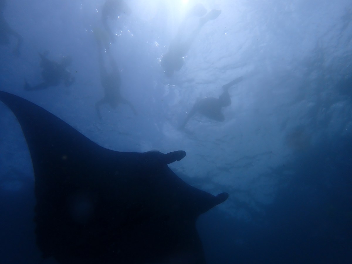 Episode 4: Can wildlife tourism save ocean&nbsp;giants?