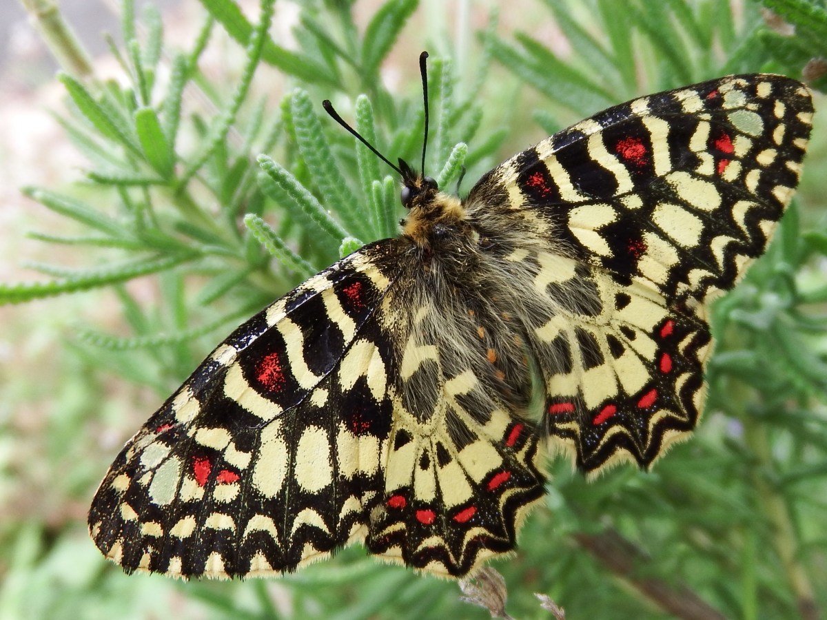 Episode 3: Does nature have intrinsic&nbsp;value?