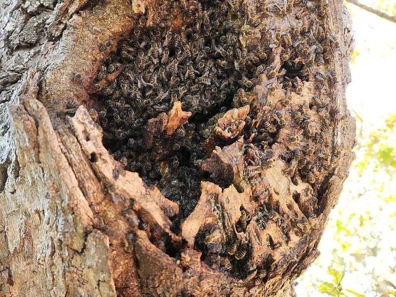 Episode 5: Are wild honeybees a conservation priority or a&nbsp;threat?