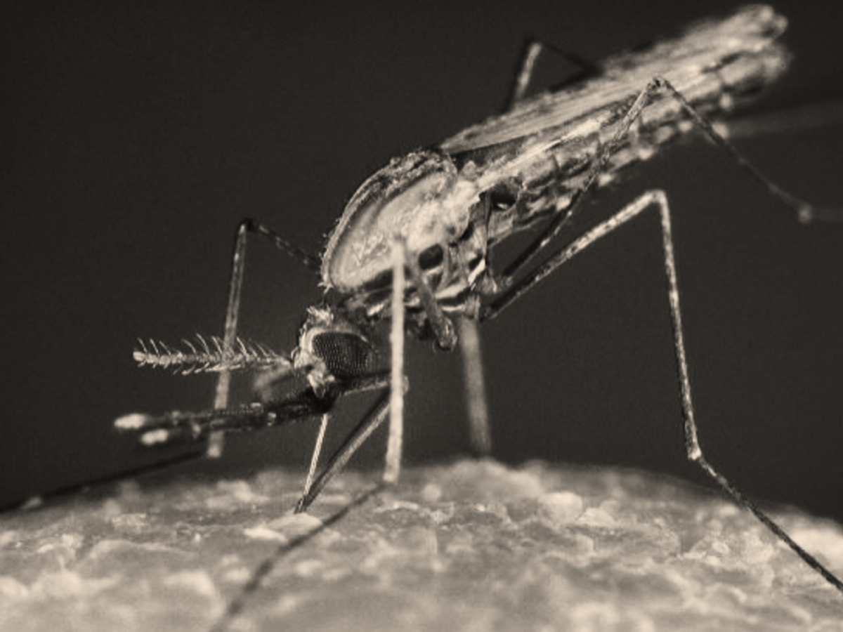Episode 10: Should we make malaria&nbsp;extinct?